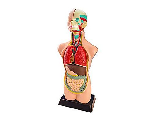 Set de anatomía órganos (11 piezas)