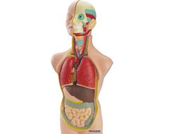 Set de anatomía órganos (11 piezas)